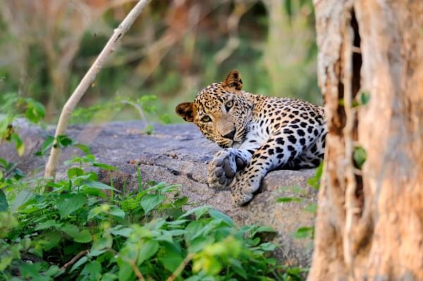 Sri_Lanka_wildlife